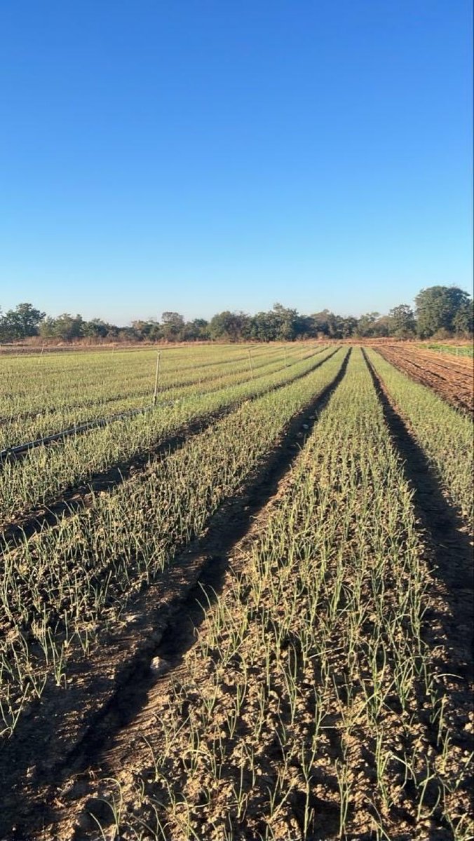 Jamwanda2's tweet photo. WHEN A DAUGHTER IS HER FATHER’S PRIDE: This is Komborero’s onion crop. It is doing very well. She has self-exiled herself from the City to mind our harvest while establishing her winter horticultural crop. I can now join the ancestors in peace. The future is bright. Ndinotenda VaChihera, my pride!!!👏🏿👏🏿👏🏿👏🏿