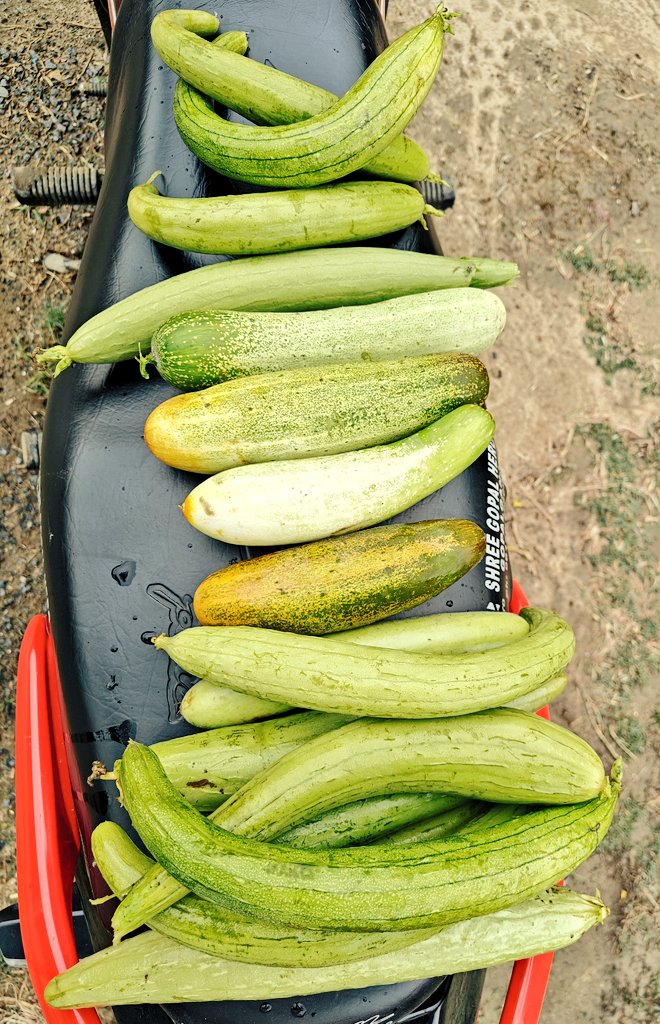 Rohittkr01's tweet photo. Organically grown🍆 🥒
#MyFarm https://t.co/rg90R007Xz