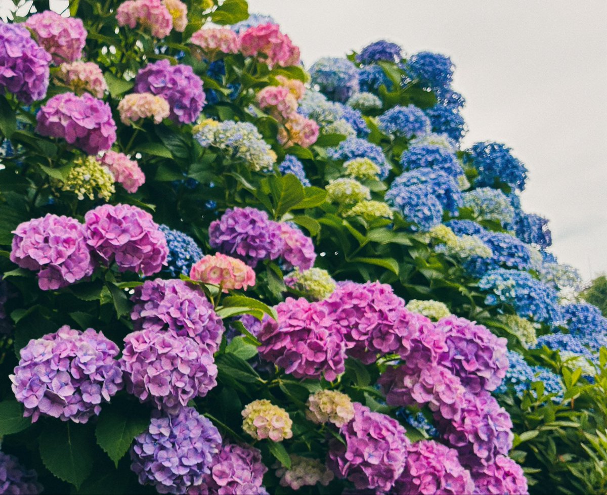 once_31's tweet photo. 紫陽花。公園でたまたま見つけてキレイなグラデーションに癒された。
#紫陽花 https://t.co/NRBbJnsHsZ