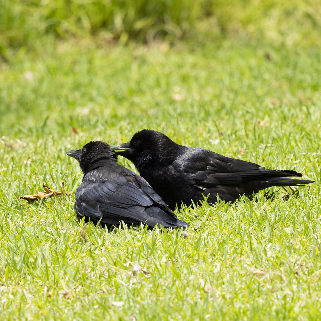 kosugi5's tweet photo. 今日のハシボソガラスの親子
Juvenile Carrion Crow and its parent
#ハシボソガラス #野鳥 #carrioncrow 
#bird #birds #birds_nature #birding #birdwatching 6/11/2026 https://t.co/2lpPFzABbz