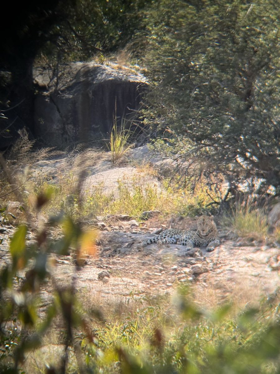 LatestKruger's tweet photo. 10:39am
1 Leopard stationary
H4-1, 2.9km W of Nkuhlu towards Skukuza side
3/5
Tinged by AmyCrisp https://t.co/Xkz8bGzo8S