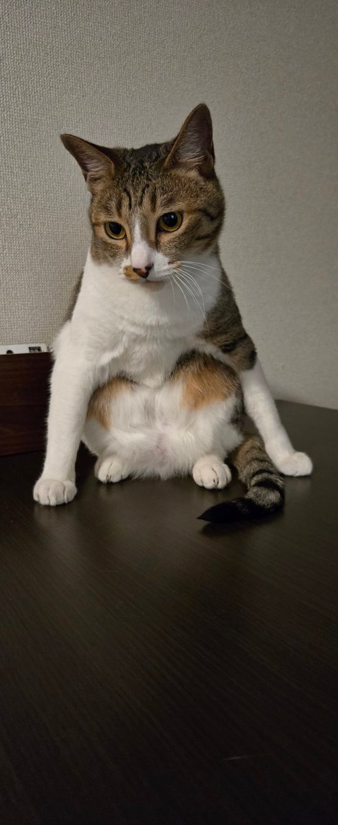 reoreoreoneko's tweet photo. にゃん座り
#猫好きさんと繋がりたい 
#ねこ https://t.co/V6LFDy3pyc
