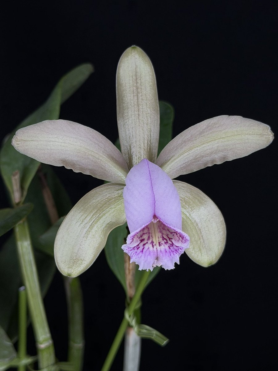 WakayamaOrchids's tweet photo. C.forbesii coerulea
ついに開花した！
Pink なのか？coeruleaなのか？
は議論がいるが、兎に角美しくて女性ウケがよい。
私も初めて見たよこんな花。
艶々していて美しい。 https://t.co/T6rHU1FUuT