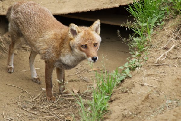 errai2001's tweet photo. ホンドキツネ🐿️
東武動物公園

#東武動物公園 #ホンドキツネ #RedFox #fox 
#動物 #動物園 #zoo #animal #動物写真好きな人と繫がりたい #動物好きな人と繫がりたい #動物が好き #動物写真

✈️ https://t.co/r1l9HmmqCL