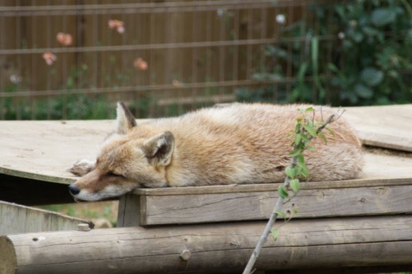 errai2001's tweet photo. ホンドキツネ🐿️
東武動物公園

#東武動物公園 #ホンドキツネ #RedFox #fox 
#動物 #動物園 #zoo #animal #動物写真好きな人と繫がりたい #動物好きな人と繫がりたい #動物が好き #動物写真

✈️ https://t.co/r1l9HmmqCL