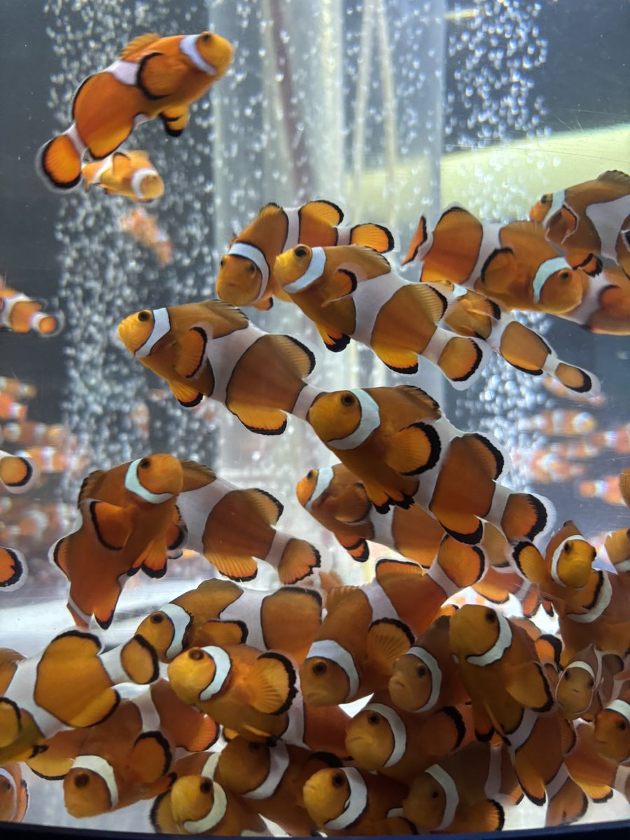 _Mea__Cranberry's tweet photo. 本日生まれました☺️☺️☺️

水族館行けて𝐇𝐚𝐩𝐩𝐲 https://t.co/FmnH7OOJZ3