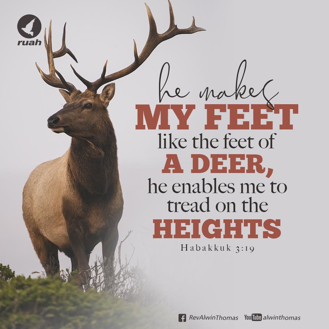 alwinthomas's tweet photo. Habakkuk 3:19 - He makes my feet like the feet of a deer, he enables me to tread on the heights.
#dailyverse #dailymanna #dailybread #dailyquotes #promiseword #ruah #ruahministries #ruahtv #awinthomas #ruahrevivalcenter #bibleverse https://t.co/l93sEW7LiW
