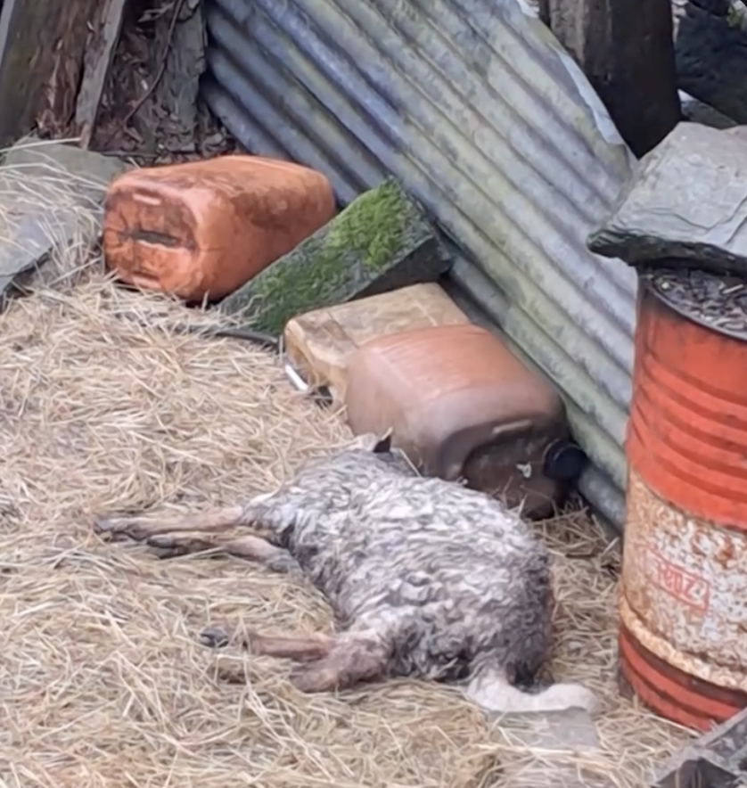 FBB_Officiel's tweet photo. 🐑 Rochefort-en-Terre : 20 moutons abandonnés pendant 5 ans, la FBB se constitue partie civile

Pendant cinq ans, 20 moutons ont été abandonnés à eux-mêmes sur un terrain à Rochefort-en-Terre en Morbihan. Cinq ans de calvaire, d'absence de soins, de dégradation physique et psychologique. Pendant cinq ans, personne n'a agi. Jusqu'à ce que des signalements soient enfin effectués auprès des autorités.

⚖️ L'Office central de lutte contre les atteintes à l'environnement et à la santé publique a finalement porté l'affaire devant la justice. L'éleveur responsable de cet abandon sera jugé le 12 juin 2026 au tribunal de police de Vannes pour maltraitance animale.

➡️ La Fondation Brigitte Bardot se constitue partie civile aux côtés de l'association Futur. Ces moutons ont souffert suffisamment longtemps.

Aidez-nous à poursuivre nos actions en justice pour défendre les animaux : https://t.co/SHD2FlosVF

Photos : © Association Futur