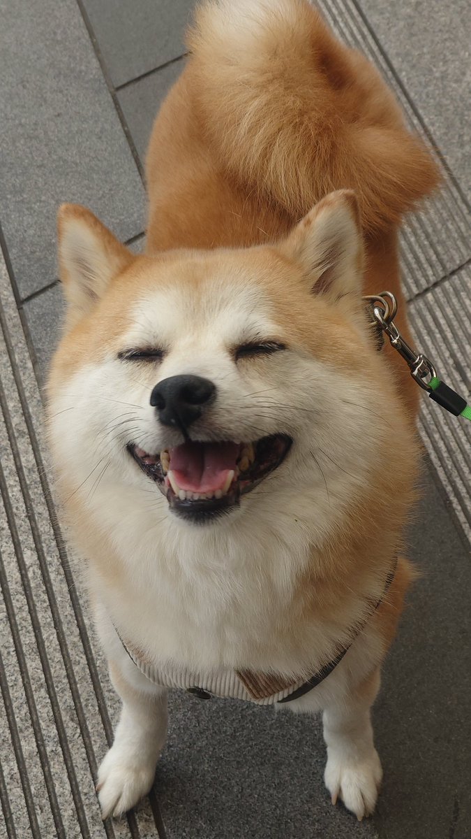 柴犬ししまる (@sisi3po) / Posts / X