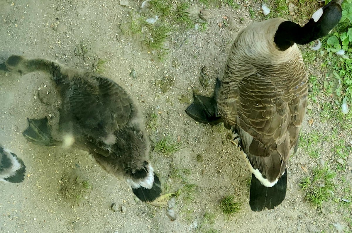donna_mccance's tweet photo. #ThursdayVibes
#FridayJr #FridayEve #NaturePhotography
#CanadianGeese

Growth developments with the #goslings - their tail feathers have arrived! Looking more like Mom &amp; Dad!

I hope no one ruffles OUR feathers on this gorgeous #Thursday. 🪶🕊☮️🤭

#peace #chillin 🌞 https://t.co/tS0XgrMVqg