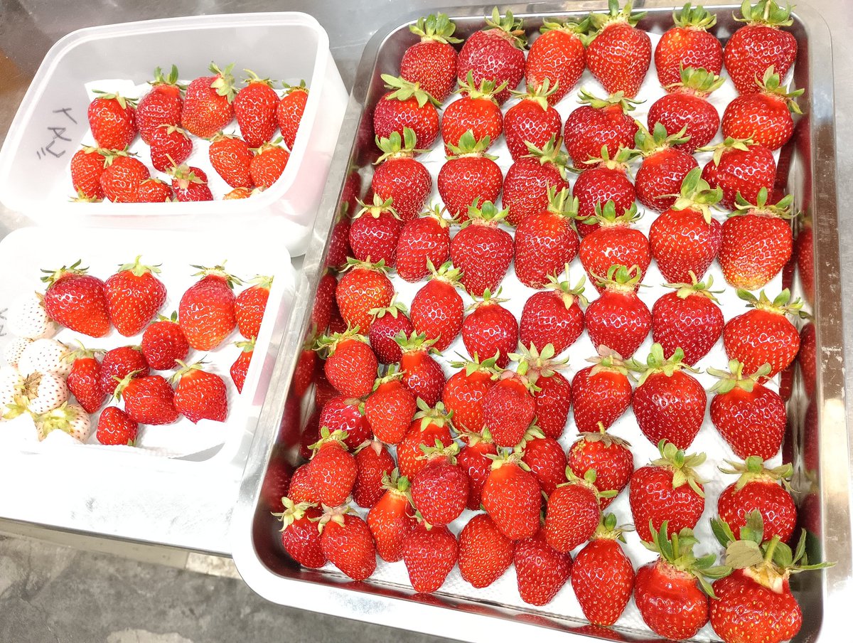 tendonflour's tweet photo. 6月13日、14日の土日だけお店で自家製いちご🍓販売いたします😄

無農薬の🍓朝摘み完熟いちご
約120g 200円(予定)
量的にはスーパーで売ってる1Pの約半分くらいです
品種は主にレッドパール

その日の天候により販売数が変わります😌 https://t.co/SAHPid2Miu