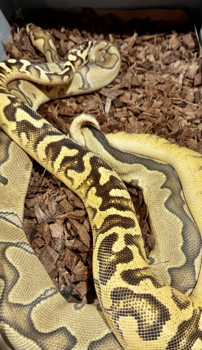 Ttri_BallPython's tweet photo. あっ🫣

#T_tri
#ボールパイソン https://t.co/FalPn8QzhY