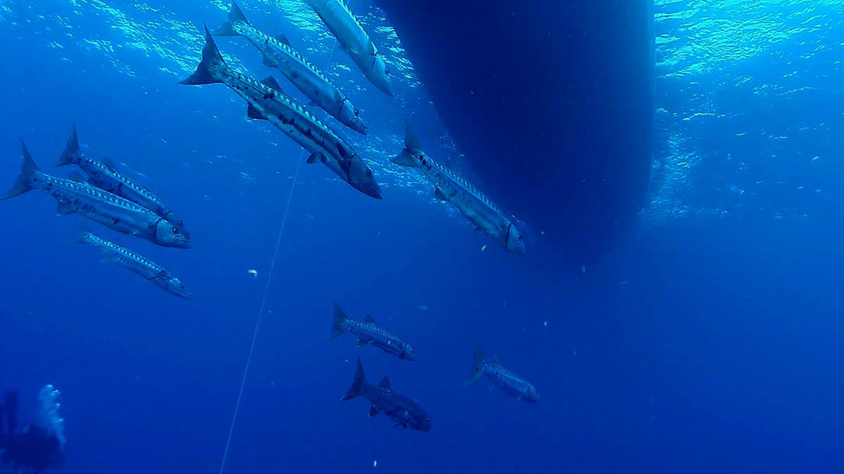 FGBNMS's tweet photo. #GreatBarracuda are drawn to the shade and structure of moored vessels, schooling loosely in the water column to stay cool and keep an eye out for easy prey. 
Despite their intimidating reputation, barracuda sightings in @FGBNMS are a highlight. https://t.co/yzt9h9LRIe