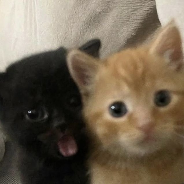 zombiciel's tweet photo. i miss them daily </3 https://t.co/2NWIkjRthT