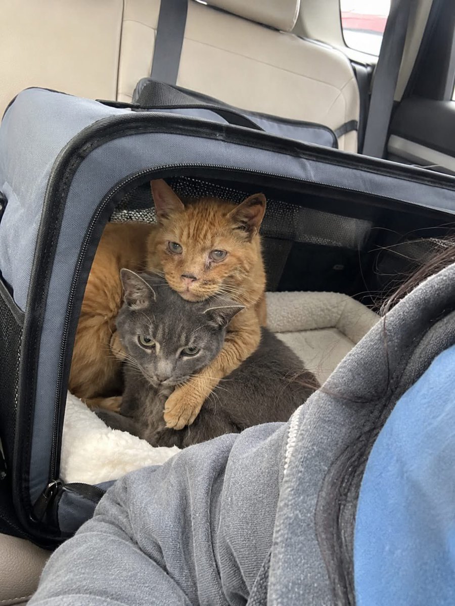 MrPitbull07's tweet photo. I went to the shelter looking for one old cat.

Two untouched food bowls changed my mind.

At the end of a row of cages sat two senior cats pressed tightly together.

An orange cat named Otis.

A gray cat named Milo.

Neither touched their food.

Neither seemed interested in the people walking by.

They only seemed interested in each other.

I had come with a plan.

My children were grown.

My husband had been gone for years.

The house was quiet.

Too quiet.

I didn’t want a kitten.

I wanted one older cat.

Someone who understood long naps, sunny windows, and peaceful afternoons.

Then the shelter worker stopped in front of Otis and Milo.

“They lost their person,” she said.

I nodded.

Then she told me the rest.

After their owner died, the cats spent days sitting outside the locked front door waiting for someone who was never coming home.

A neighbor left food.

Otis would eat a little and then step aside for Milo.

Milo wouldn’t eat unless Otis sat beside him.

When rescuers arrived, Milo hid under the porch.

Otis stayed in the yard and made one small sound.

Milo came out immediately.

That detail broke my heart.

Not because it was dramatic.

Because it was simple.

Two frightened old cats had lost everything.

And somehow they still found comfort in each other.

The shelter tried finding them homes.

Families wanted one cat.

Not two.

Some thought they were too old.

Others thought Milo seemed too withdrawn.

One family wanted only Otis.

The shelter tried separating them once.

Just once.

Otis stopped eating.

Milo sat facing a wall for hours.

They never tried again.

I kept reminding myself:

One cat.

One bed.

One food bowl.

One set of vet bills.

One small companion.

That was the plan.

Then Otis slowly stood.

His legs were stiff.

His fur was thin.

He didn’t try to impress me.

He simply stepped in front of Milo.

Like a tired older brother protecting the only family he had left.

Milo finally looked up.

The shelter worker opened the cage.

I sat on the floor.

Otis approached first.

Careful.

Suspicious.

Then Milo leaned forward.

Just a little.

And rested his chin on my hand.

Not a purr.

Not a cuddle.

Just a tiny act of trust.

As if he were asking:

“Are we allowed to stay together this time?”

That was it.

I was done.

I looked at the shelter worker and said:

“I think I’m going to need two cat beds.”

She immediately turned away so I wouldn’t see her cry.

The ride home was quiet.

At one stoplight, I glanced in the rearview mirror.

Otis had his chin resting on Milo’s head.

For the first time, neither looked afraid.

At home, I put down two bowls.

This time, they ate.

Side by side.

That night I found them sleeping together beside the living room window.

Otis had one paw draped across Milo’s back.

Milo was tucked against his chest.

Neither looked like they were waiting anymore.

I can’t replace the person they lost.

Some loves leave spaces nobody else is meant to fill.

But maybe love doesn’t have to replace what came before.

Maybe it just sits quietly beside it.

Otis and Milo didn’t need a perfect home.

They only needed the same home.

And somehow, in giving that to them, they gave something back to me.

I went looking for one old cat.

Instead, two old cats made my house feel like home again.

Via Born Legend