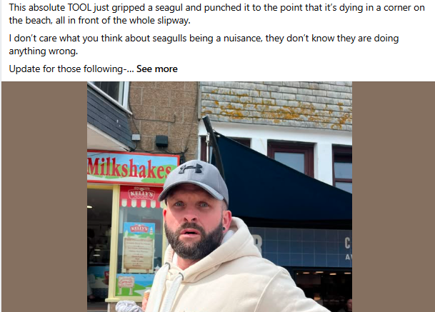 capellasable's tweet photo. Seagull murderer...watch out @Fx1Jonny  you're in for a surprise https://t.co/kXfhE1G5iQ
