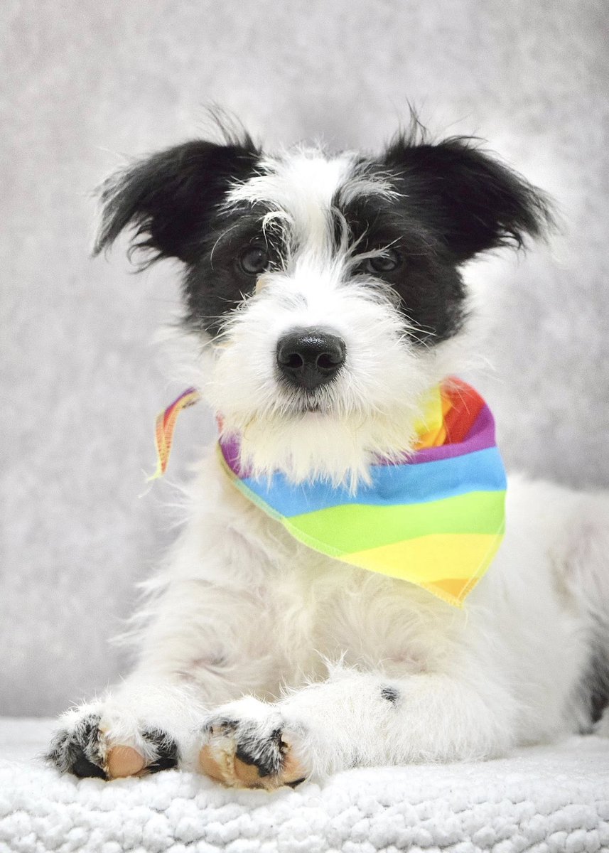 TVARtweets's tweet photo. FOSTER HOMES URGENTLY NEEDED FOR DOGS &amp; PUPPIES!

Can you foster this adorable Terrier mix puppy?

If you live in the Dublin, CA area, read about our Dog Foster Program and fill out a Fostering Application Form here: https://t.co/4wiG0GKA2P https://t.co/SmLeZ0vn96
