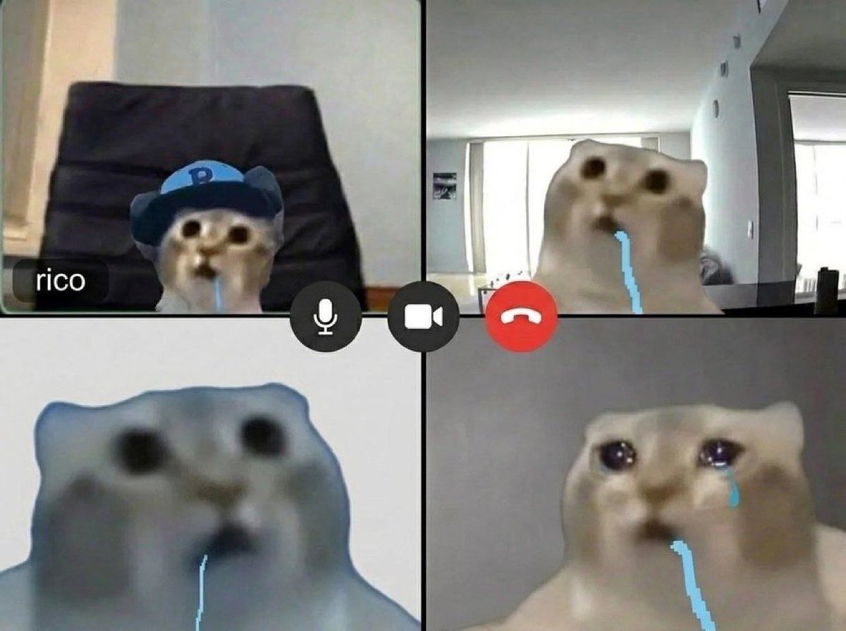 droolingcatsol's tweet photo. me and the boys having a zoom meeting discussing the most useless things possible https://t.co/7KMARQZW3y