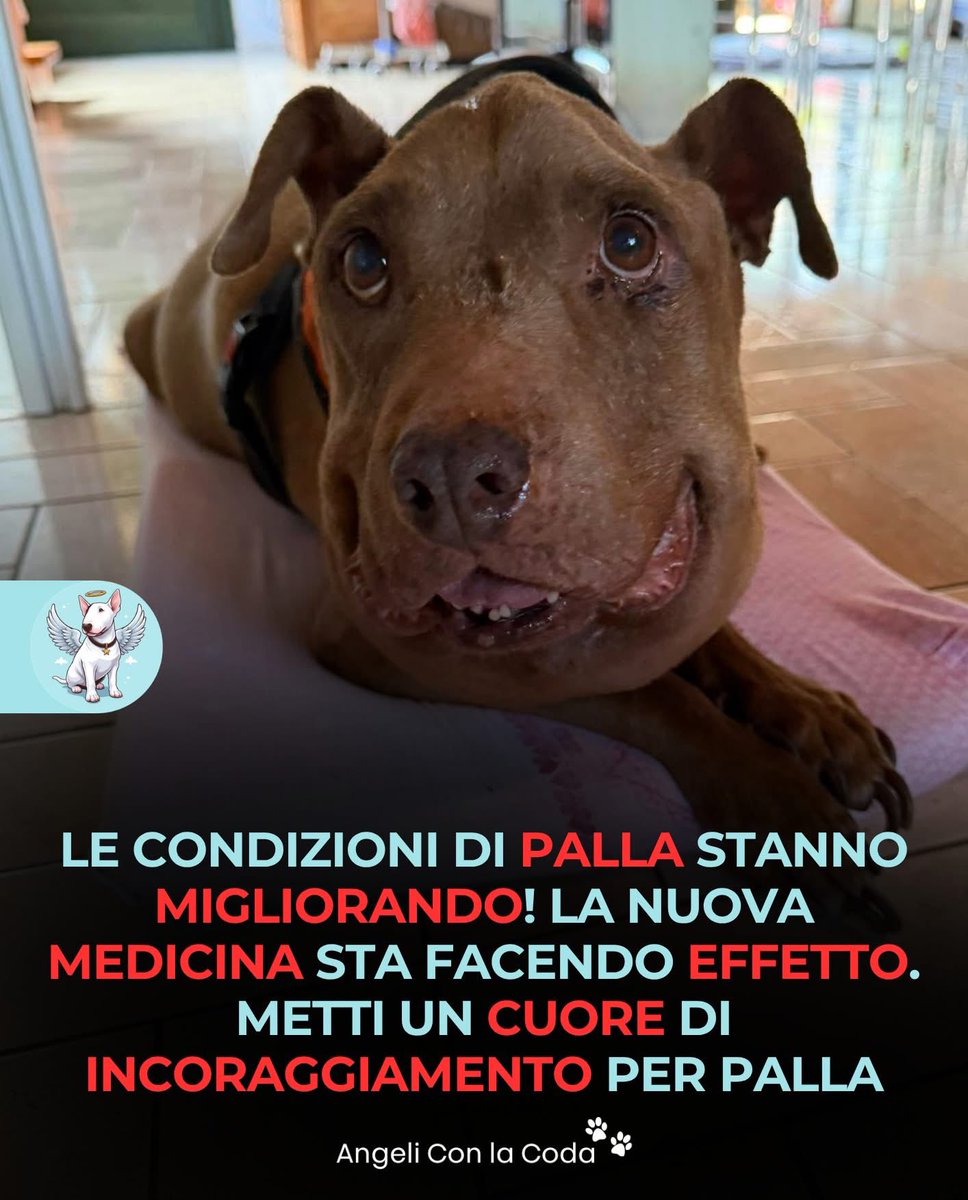 laura17557869's tweet photo. Preghiamo per lei
🙏💚☘️🥹 https://t.co/COgmvqSDo8