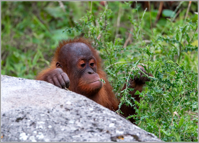 photos_dsmith's tweet photo. A #baby #Orangutang exploring its local environment whilst its #mother keeps a close eye nearby. #Learning by exploring is clearly on show, just #likeus. See more #Photography using @UKNikon at https://t.co/VilcfnO0ps #wildlifephotography #photo #WildlifeConservation #wildlife https://t.co/jKKvlWjp8E