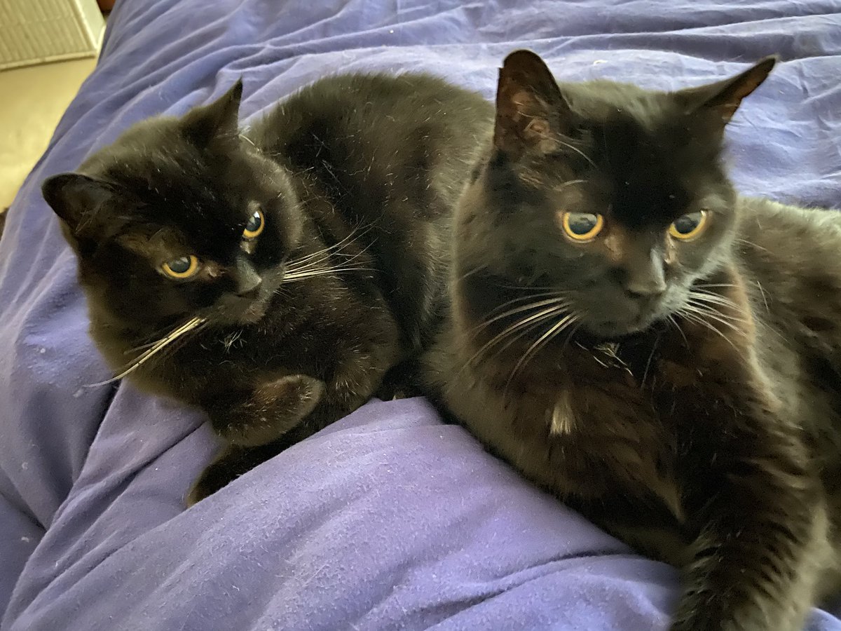 SqueakynB's tweet photo. Happy #ThrowbackThurday to when we had each other to cuddle with ππββ¬π @Andy18512371 @Marina935home @DarrenJLev @TayTayFan500 #SuperSeniorCatsClub https://t.co/z0kAHFmQjc