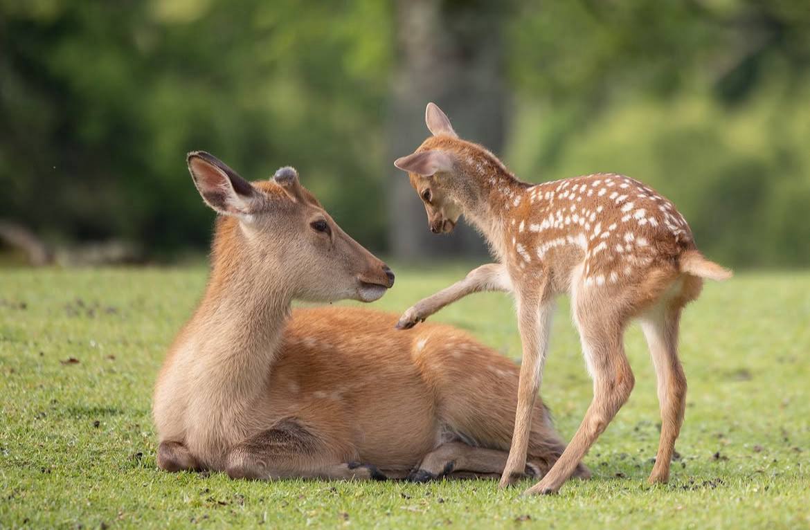 Deerposts tweet media