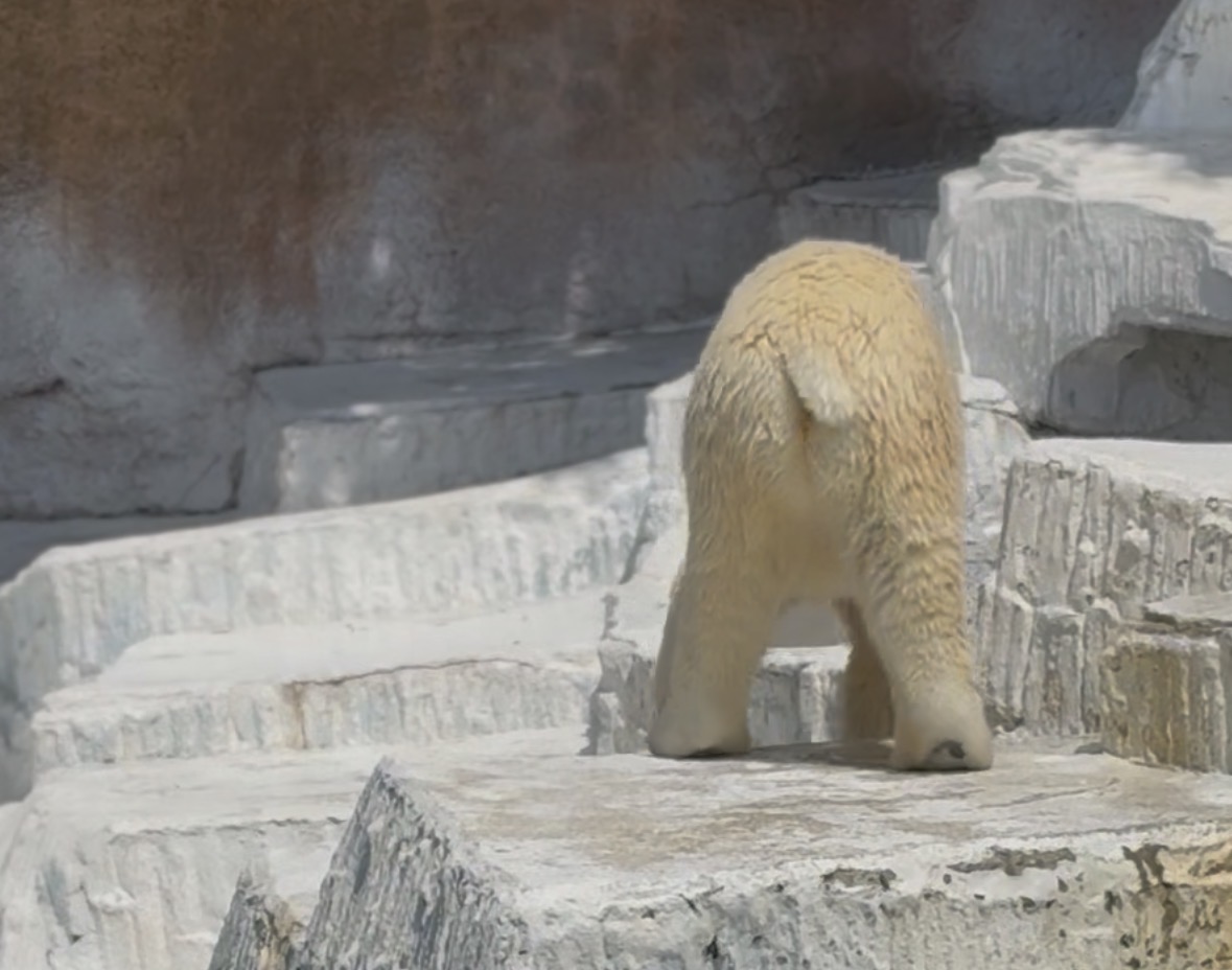 moneko_cham's tweet photo. ホウちゃん🐻‍❄️は相変わらずめっちゃカワイイ💖 https://t.co/V6ZKunBD8t