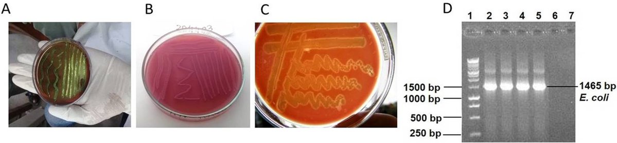 JabetEditor's tweet photo. Molecular characterization of multidrug-resistant Escherichia coli isolated from human urine infections with their antibiogram profile
#Escherichiacoli #Urinarytractinfections
#Antibioticresistantbacteria #Multidrugresistance #Antibiogram
https://t.co/gy5oBVzYne https://t.co/s5tCn1bNFt
