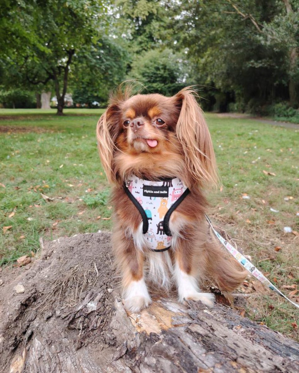 PipkinAndBella's tweet photo. Eva is giving us full tongue-out sass in the park, sitting proudly on her tree stump in her Monster Mash dog harness and matching lead ππΎ
#PipkinAndBella #MonsterMash #DogHarness #DogLead #Chihuahua #TongueOut #DogWalks #ParkWalks #DogFashion #PetAccessories https://t.co/6rjRH9CSyU