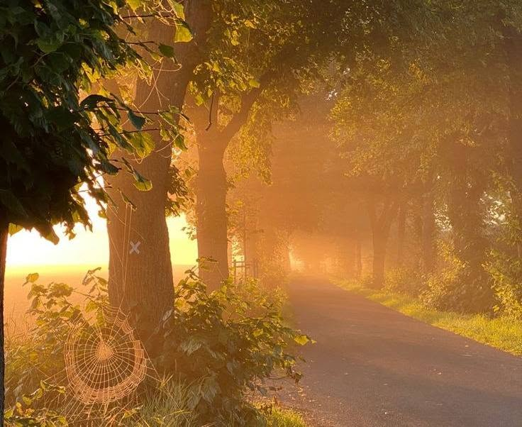 artindetails's tweet photo. caught in a warm, golden haze https://t.co/11siSiNnPt