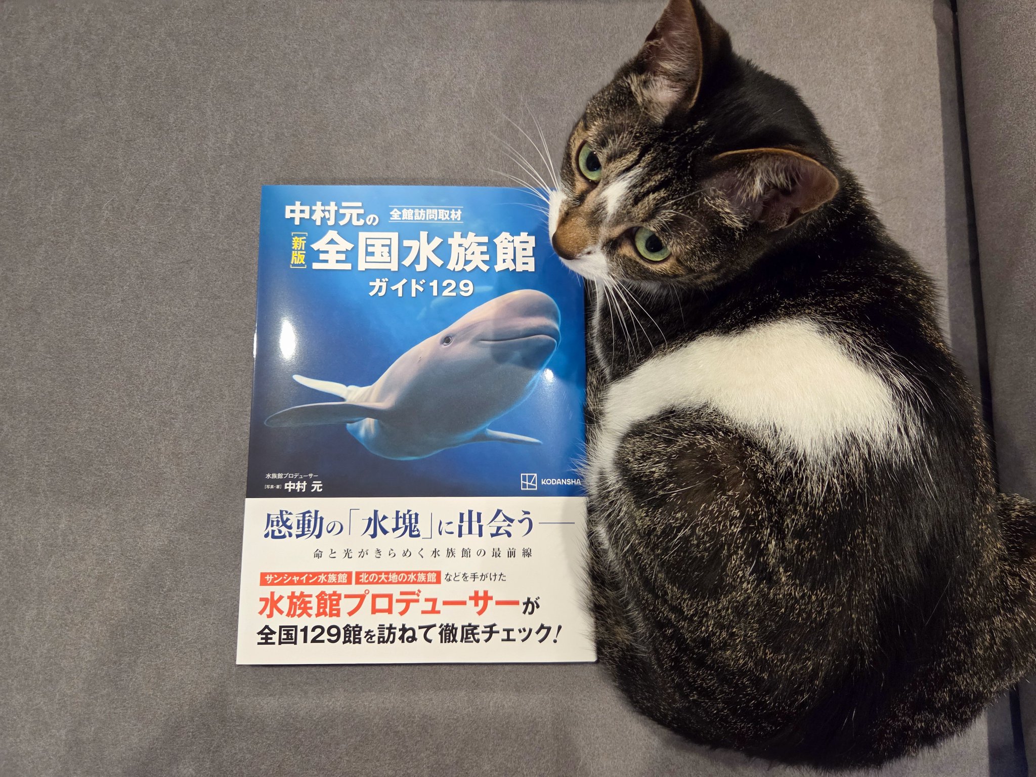 めnち (水槽展示施設巡り) on X: 