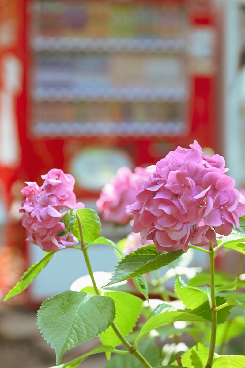 lele8071's tweet photo. 今日も今日とて紫陽花です🪻

#写真好きな人と繋がりたい https://t.co/RG2qknohRW