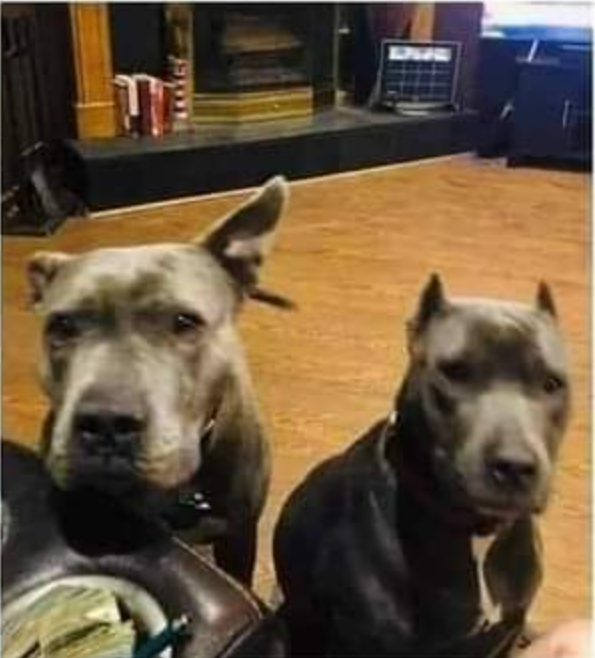 BestinDogs's tweet photo. Thursday night, I was sitting in my garage smoking a cigarette. Horrible habit, I know.

4 young men rushed me, decided they wanted my car, beat me up, and wanted my keys. I told them the keys were in the house. They decided to go in.

What they weren’t expecting were my 2 80lb Pit Bulls. They are sweethearts and the kindest dogs you’ll ever know, but protect their home and owner with finesse.

My beautiful babies charged these assholes and stood over me as I laid on the floor of my garage, forever protecting me. They are rescues. Unwanted dogs.

They saved my life. Please consider adopting a rescue. They might save your life too.