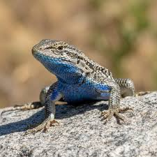ross_rlz's tweet photo. The Bluebelly's blood contains a protein that kills the bacteria responsible for lime disease when they become hosts to juvenile ticks. (Western Fence Lizard) https://t.co/h4cTokQt20