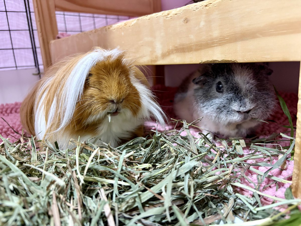 sanoko_'s tweet photo. #今宵のかわかわコンビ

チラリとのぞくくわえチモシー🌱 https://t.co/Qd2s5G2ORd