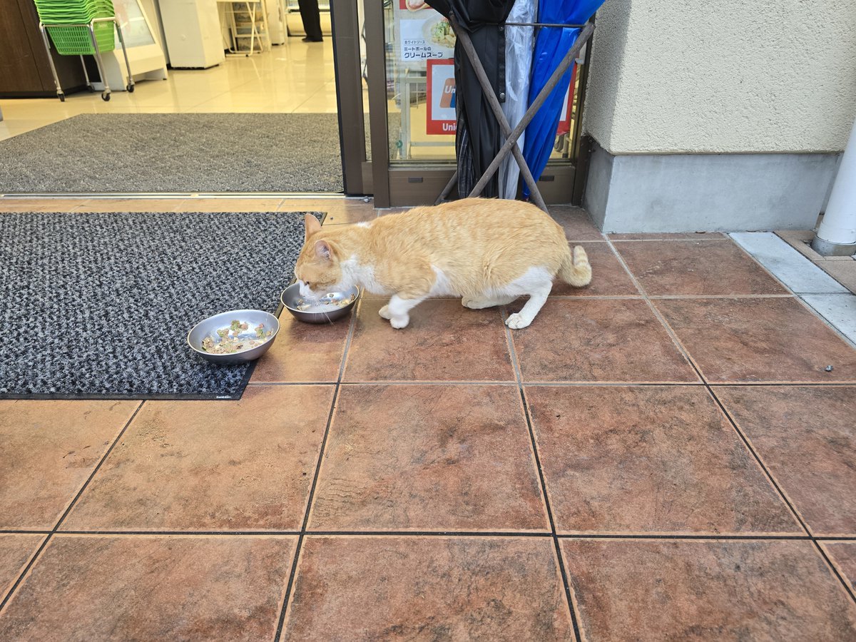 mikenecookapi's tweet photo. 猫ンビニ☺️😸 https://t.co/5rompYSab7