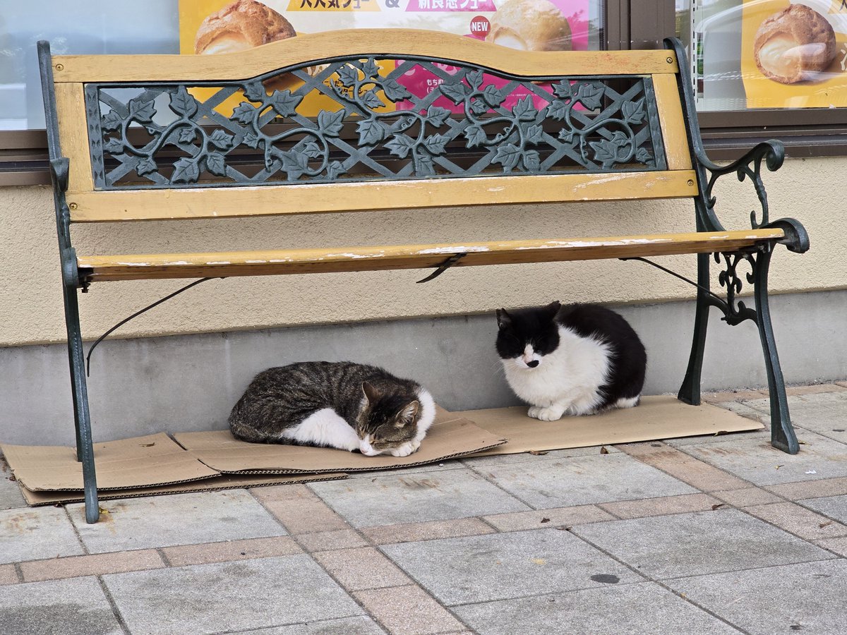 mikenecookapi's tweet photo. 猫ンビニ☺️😸 https://t.co/5rompYSab7
