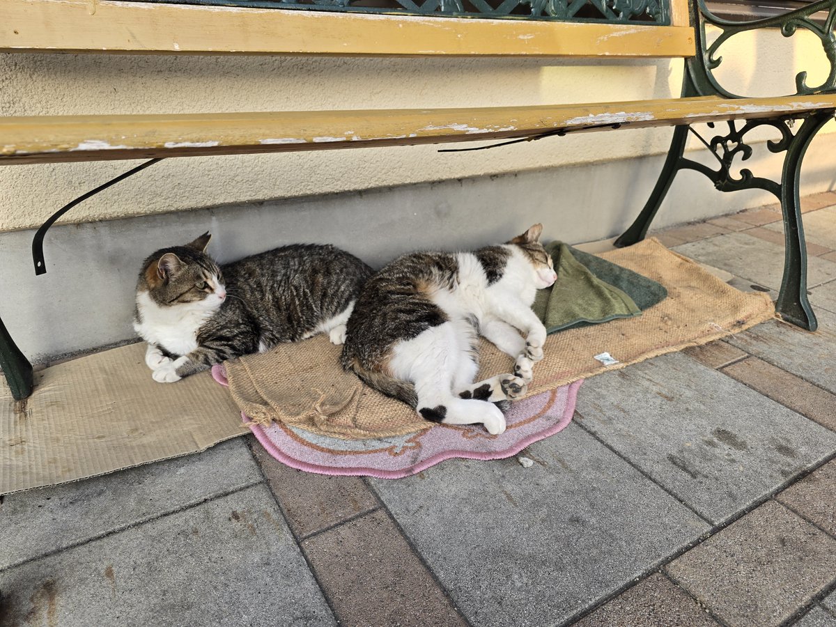 mikenecookapi's tweet photo. 猫ンビニ☺️😸 https://t.co/5rompYSab7