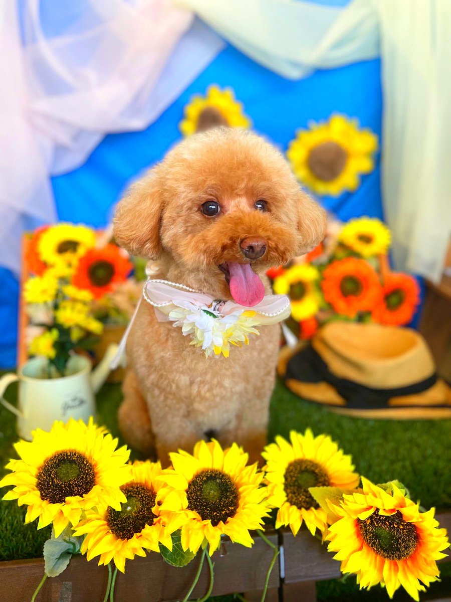 たぴ👑🐕🦺 tweet media