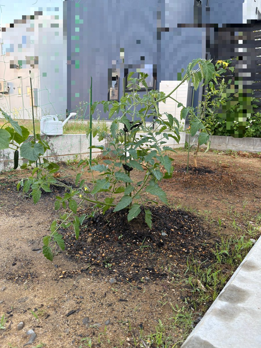 MeRuHeN02's tweet photo. メルヘン・ファームは順調に見えるが、ネキリムシによるひまわりの芽食い荒らし事件が発生している危険な畑である🚨
1匹は見つけて始末したけど、まだいるかなあ。ｸｿﾑｼ https://t.co/khU0Krym2r