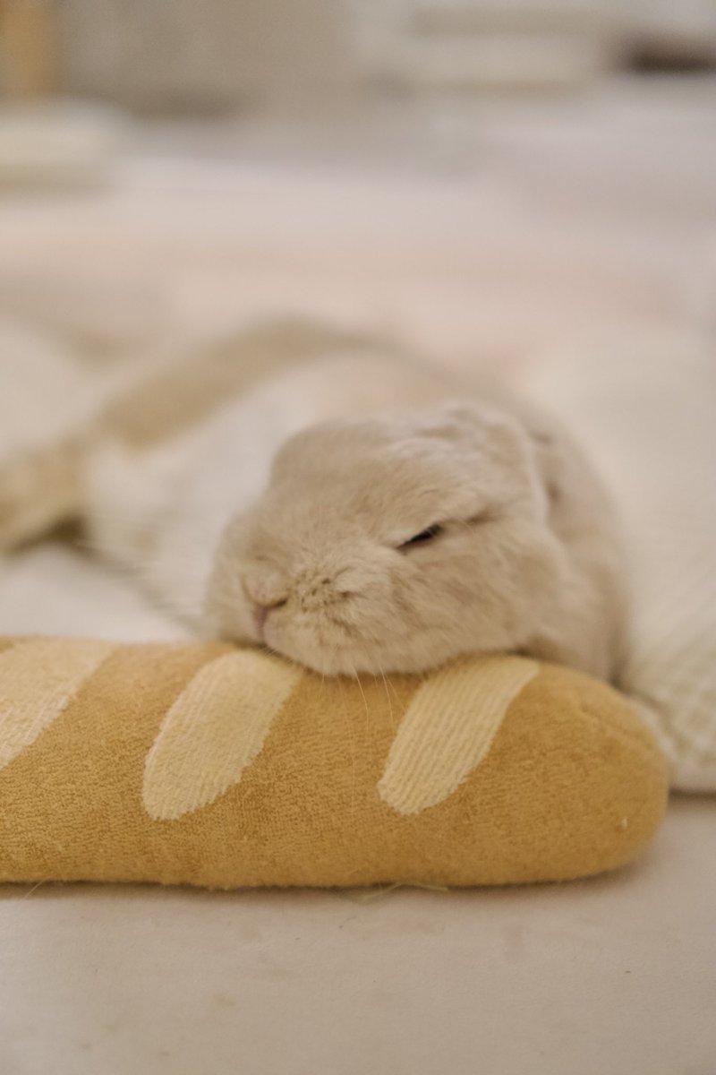 MimiYoyo612520's tweet photo. 🥖🐰💕 https://t.co/jU1DbsvW1P