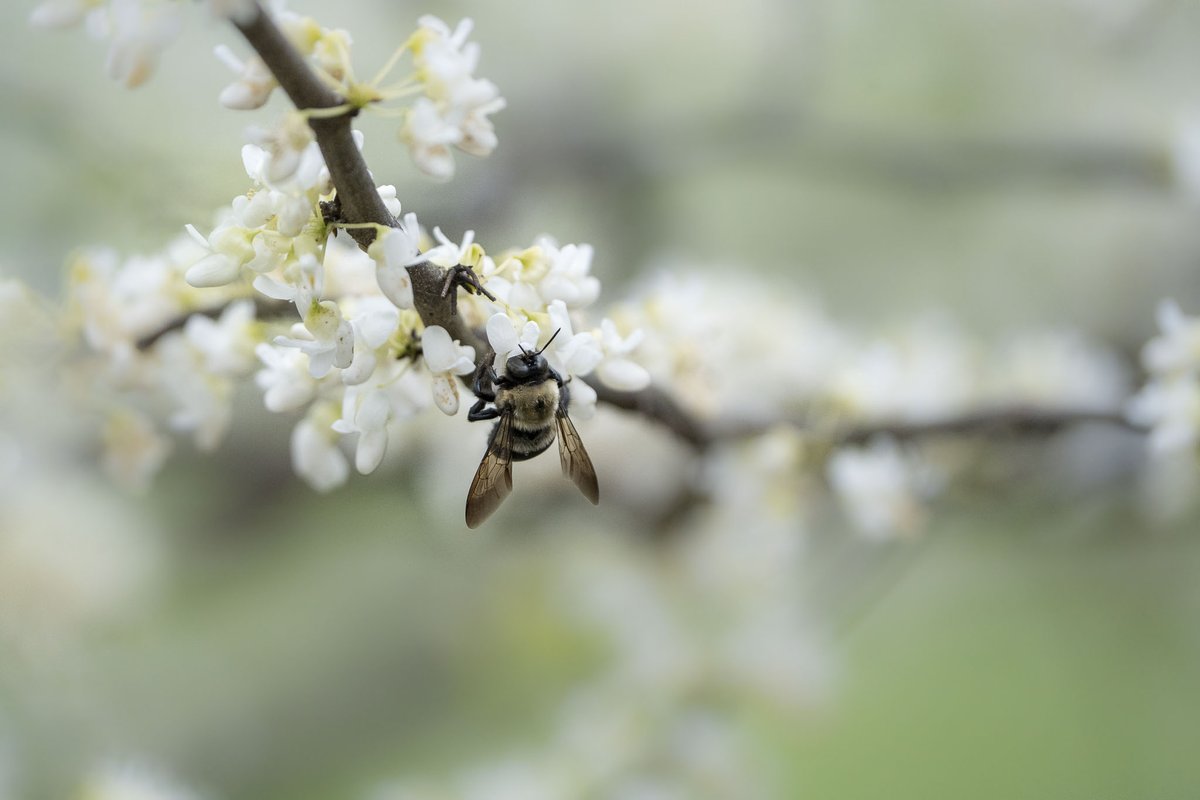 ForestryVA's tweet photo. Pollinators of all kinds play a crucial role in healthy forests, gardens and grasslands. ๐๐ชฒ๐๐ฆ๐ฆ๐ฆ
๐ธ : Eastern redbud cultivar (Cercis canadensis), indigo bush (Amorpha fruticosa), Joe Pye weed (Eutrochium purpureum)
#PollinatorMonth #PlantNative https://t.co/KOVSO6Z0Vz