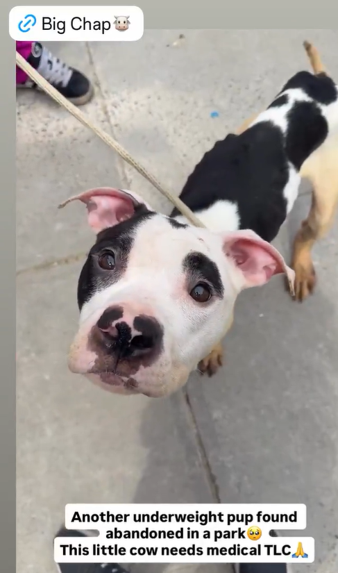 TAV4ACCMedicals's tweet photo. #ThursdayCelebration
#FostersSaveLives 

Big Chap has been Reserved🎉
Thank you #Foster &amp; #Rescue 
@TAPNYACC will post details 

Tysvm https://t.co/z2BlxeQqHu