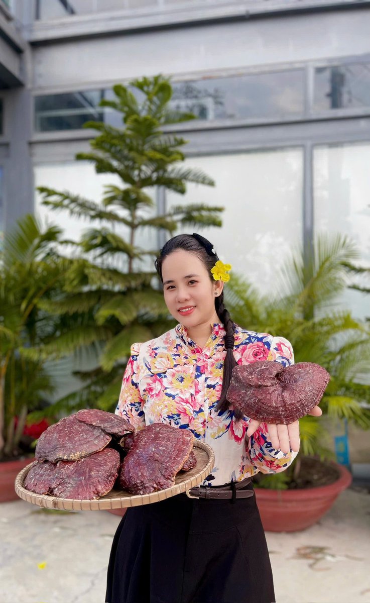 thomasphamLPT's tweet photo. 12h trưa mai (12/6) mời mọi người tham gia phiên đấu giá các tai nấm Hồng Chi Nhật Bản dưới tán rừng siêu to khổng lồ. Phiên livestream đấu giá sẽ diễn ra trên Fanpage của The Moshav Farm và X của Liêm nhé. Nhanh tay vô rinh rất nhiều quà nhé https://t.co/1VjiiZEnuD