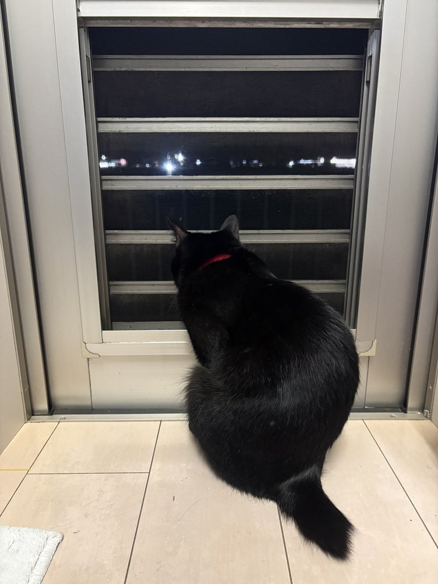 Azuki9318's tweet photo. 今日も一日おつかれにゃま🐾ᵕ̈

よるにゃる( ΦωΦ )ｲｼﾞｮｳﾅｼ https://t.co/RETYeFMUBi