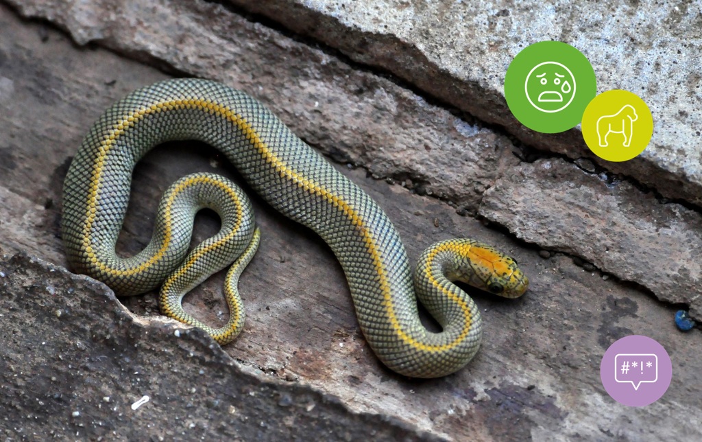 CAP_UK's tweet photo. WHAT THE HECK IS THAT?! Oh, it's just our article on phobias... Read our guidance on phobias in ads - https://t.co/GruaNYzBWd  #phobias #marketing https://t.co/ja5mFwThPz