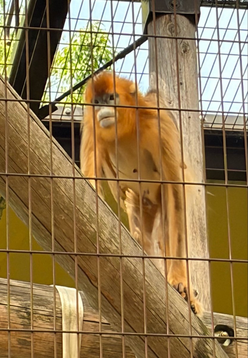 panbons's tweet photo. #熊本市動植物園
#チョッパー像 https://t.co/ayIsopKENF