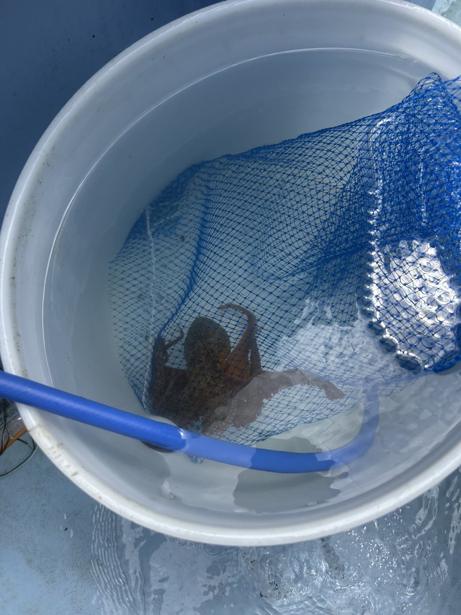tsk_smrg's tweet photo. 初めてのタコ釣り🐙 https://t.co/oIyITCYHLZ