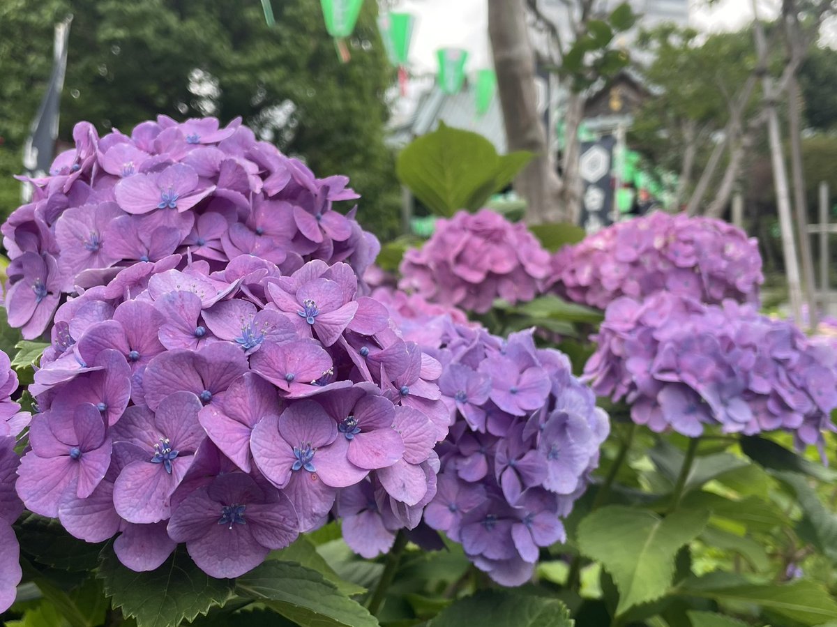 amaebi910's tweet photo. 白山神社の見頃のアジサイ、さらにつづき。 https://t.co/vhD5dCJjKp