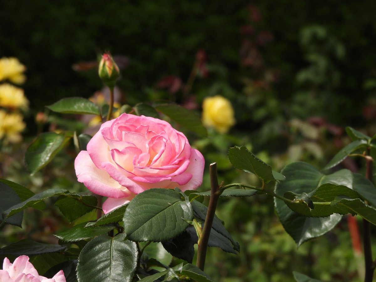 yume515's tweet photo. #濁川公園
#新潟市北区
#ピンクの薔薇
#nikoncoolpixp950 https://t.co/AeLATp7fi5